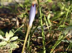 Crocus-speciosus_бутон